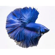 Betta