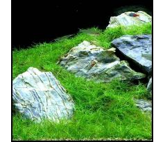Eleocharis Acicularis