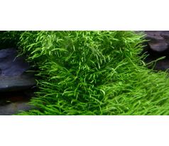 Utricularia graminifolia /in Vitro/