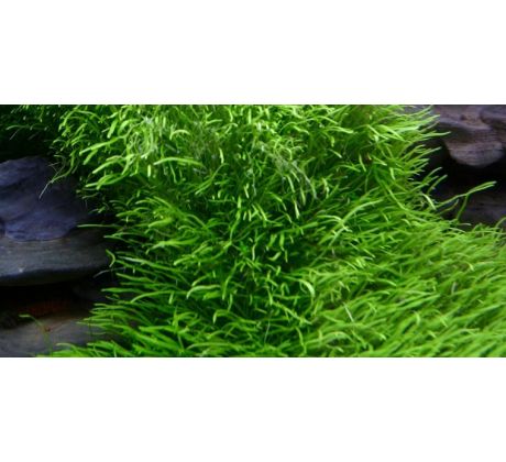 Utricularia graminifolia /in Vitro/