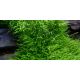 Utricularia graminifolia /in Vitro/