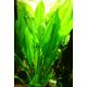 Echinodorus bleherae /košík/