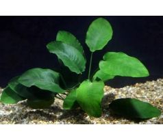 Anubias barteri /Košík/