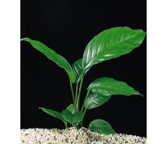 Anubias congensis