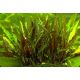 Cryptocoryne undulata