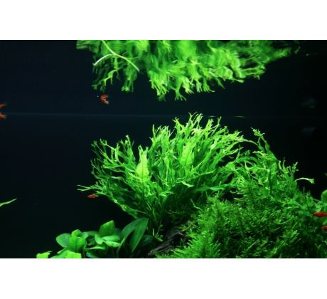 Microsorium windelov