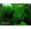 Flame moss (Taxiphyllum sp.)