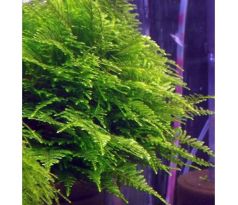 Taiwan mos (Taxiphyllum alternans)