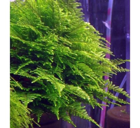 Taiwan mos (Taxiphyllum alternans)