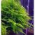 Taiwan mos (Taxiphyllum alternans)