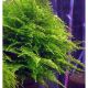 Taiwan mos (Taxiphyllum alternans)
