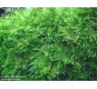 Taiwan mos (Taxiphyllum alternans)