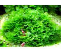Lomariopsis lineata moss