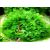 Lomariopsis lineata moss