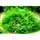 Lomariopsis lineata moss