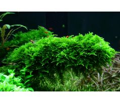 Christmas moss
