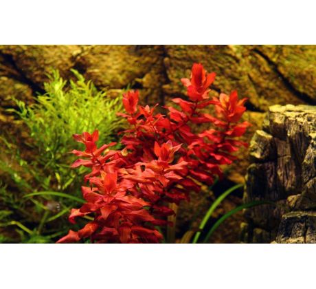 Rotala macrandra