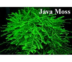 Java moss (Vesicularia dubyana)
