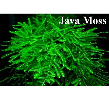 Java moss (Taxiphyllum barbieri )