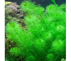 Myriophyllum sp 'Guyana'