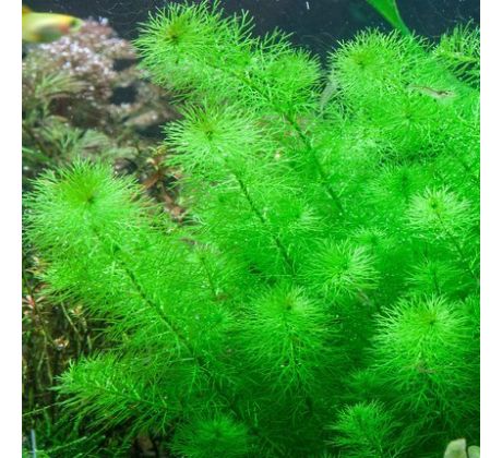 Myriophyllum sp 'Guyana'