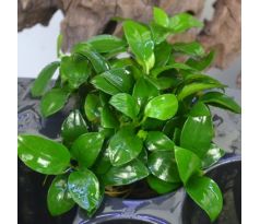 Anubias barteri var. nana 'Petite'