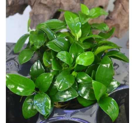 Anubias barteri var. nana 'Petite'