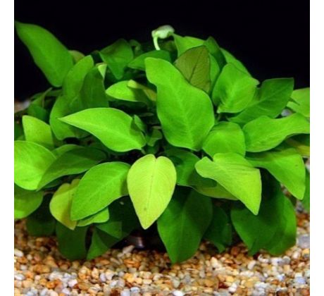 Anubias barteri var. nana 'Golden'