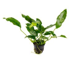 Anubias Species Short & Sharp