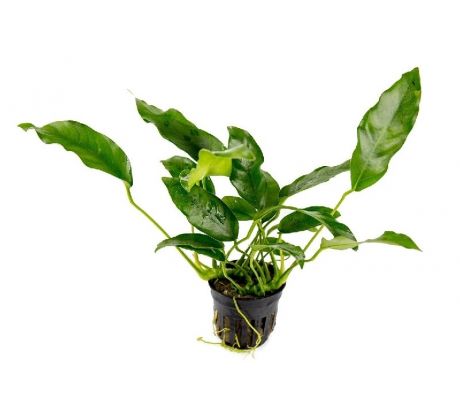 Anubias Species Short & Sharp