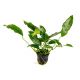 Anubias Species Short & Sharp