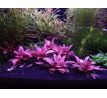 Cryptocoryne "Flamingo" /Košík/