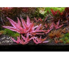 Cryptocoryne "Flamingo" /Košík/