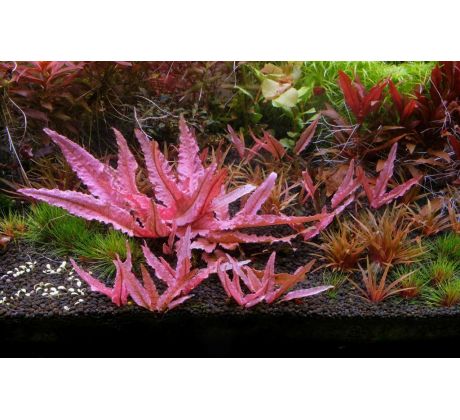 Cryptocoryne "Flamingo" /Košík/