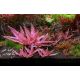Cryptocoryne "Flamingo" /Košík/