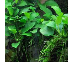 Anubias barteri nana