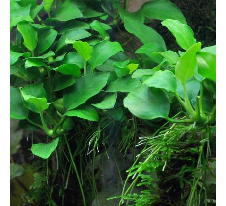 Anubias barteri nana