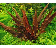 Cryptocoryne wendtii Brown