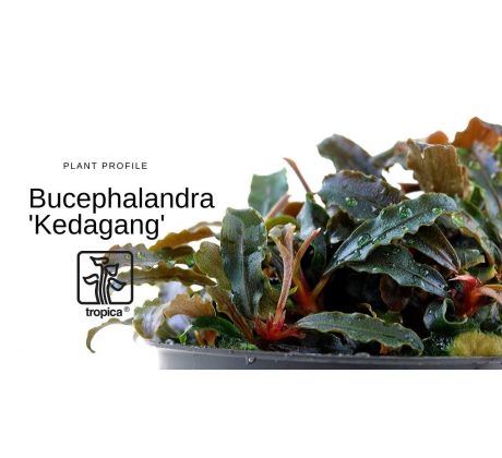 Bucephalandra 'Kedagang'