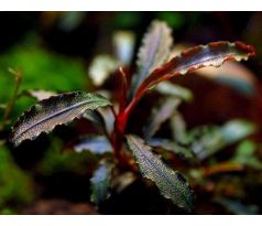 Bucephalandra sp. 'Red'