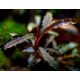 Bucephalandra sp. 'Red'