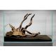 Koreň DRIFTWOOD