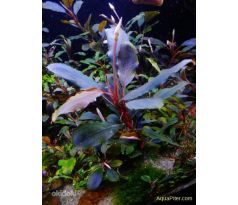 Bucephalandra Dark blue