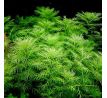 Myriophyllum mattogrossense