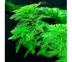 Myriophyllum mattogrossense