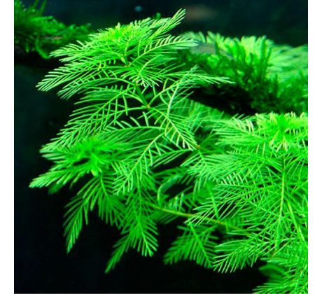 Myriophyllum mattogrossense