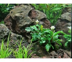 Bucephalandra pygmaea 'Wavy Green'