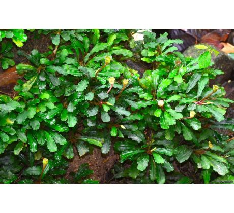 Bucephalandra pygmaea 'Bukit Kelam''