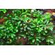 Bucephalandra pygmaea 'Bukit Kelam''