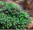 Bucephalandra pygmaea 'Bukit Kelam''